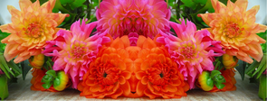 Summer Blooming Bulbs - Dahlias, Lilies, Callas and more...